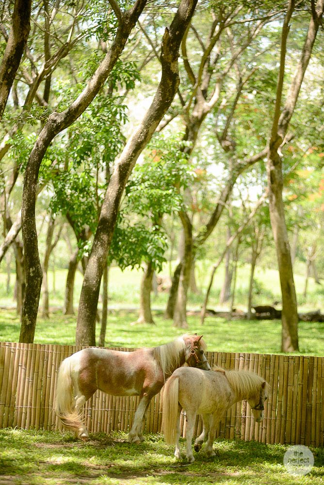 sta-elena-birthday-family-photographer-laguna-philippines-farm-theme-perfect-grey-7814