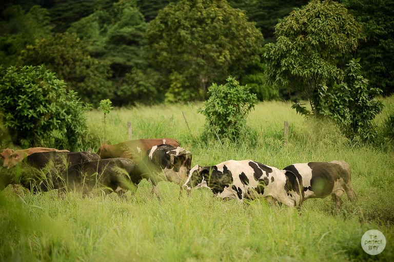 los-banos-uplb-prenup-laguna-batangas-tagaytay-wedding-photographer-philippine-philippines-the-perfect-grey-vcf-christian-pastor-19