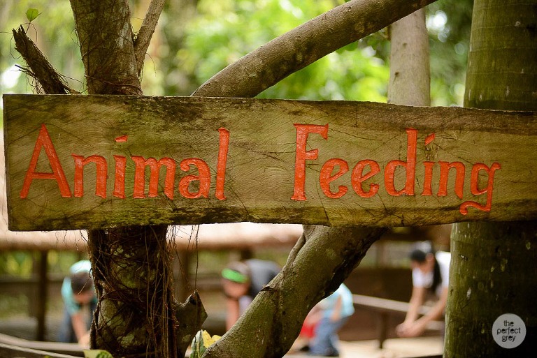 sta-elena-birthday-family-photographer-laguna-philippines-farm-theme-perfect-grey-7267