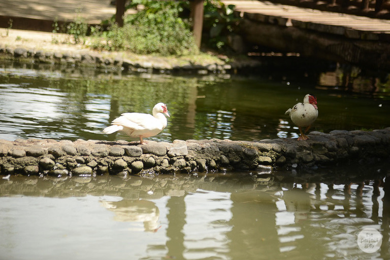 sta-elena-birthday-family-photographer-laguna-philippines-farm-theme-perfect-grey-7586