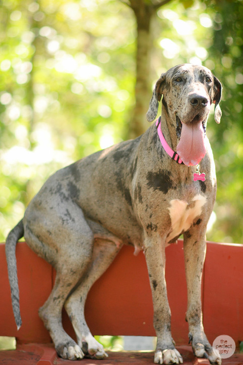 dog-pet-prenup-wedding-photographer-philippines-laguna-botanical-garden-uplb-los-banos-perfect-grey-arlene-briones-6793