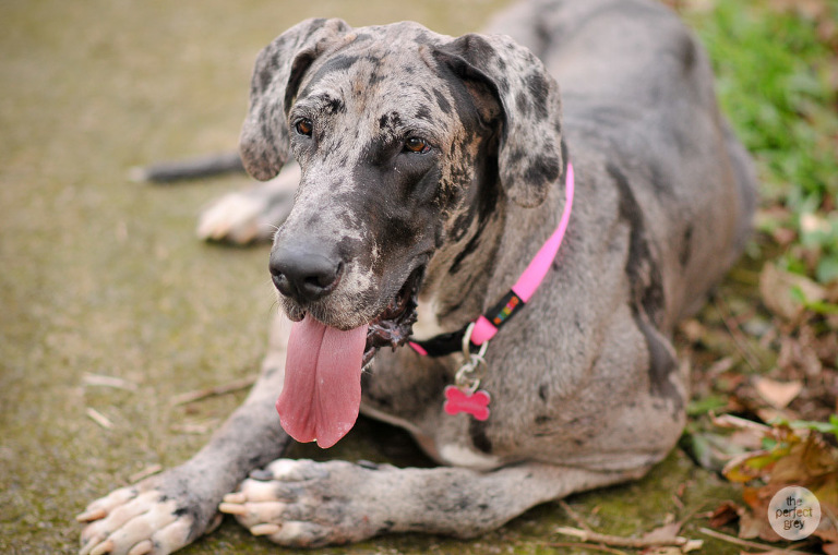 dog-pet-prenup-wedding-photographer-philippines-laguna-botanical-garden-uplb-los-banos-perfect-grey-arlene-briones-7450
