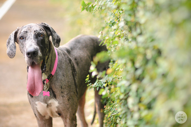 dog-pet-prenup-wedding-photographer-philippines-laguna-botanical-garden-uplb-los-banos-perfect-grey-arlene-briones-7484