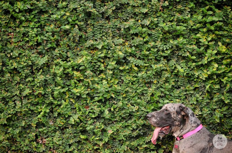 dog-pet-prenup-wedding-photographer-philippines-laguna-botanical-garden-uplb-los-banos-perfect-grey-arlene-briones-7526