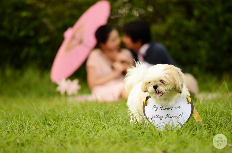 laguna-letran-prenup-wedding-photographer-philippines-batangas-tagaytay-ej-lagrimas-perfect-grey-1708