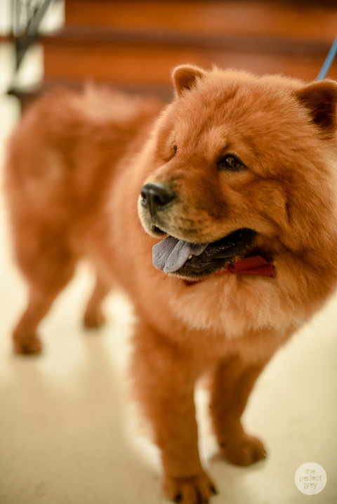 vilaa-ibarra-tagaytay-wedding-the-perfect-grey-arlene-briones-ej-lagrimas-0779