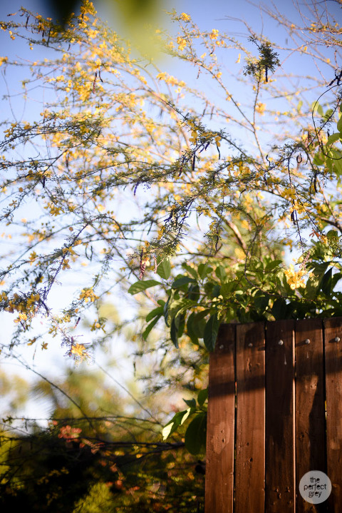 madies-garden-sta-elena-farm-wedding-the-perfect-grey-wedding-photographer-philippines-9903